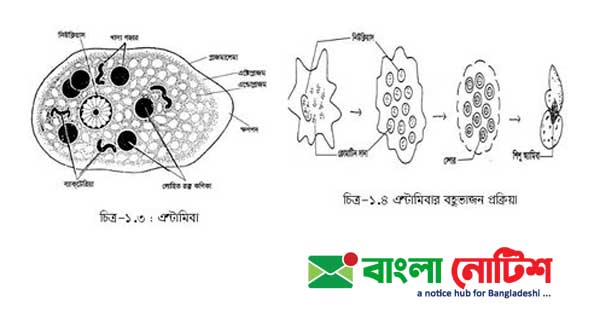 নিম্ন শ্রেণির জীব ভাইরাস ও ব্যাকটেরিয়া এন্টামিবা