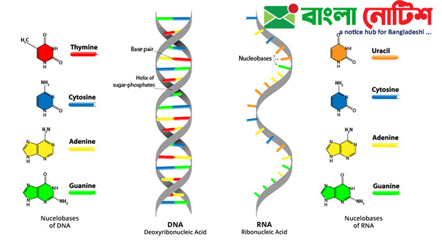 DNA এর সচিত্র ভৌত গঠন, চিত্রসহ DNA থেকে RNA তৈরীর প্রক্রিয়া।
