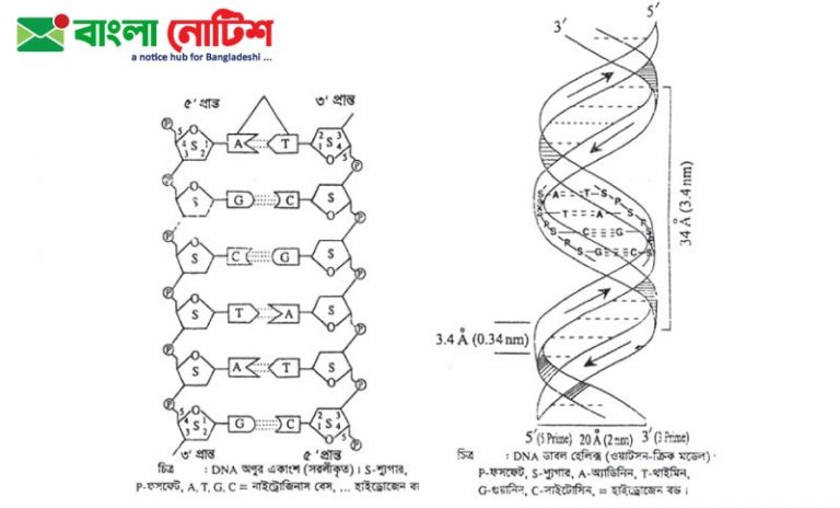 DNA এর সচিত্র ভৌত গঠন, চিত্রসহ DNA থেকে RNA তৈরীর প্রক্রিয়া।